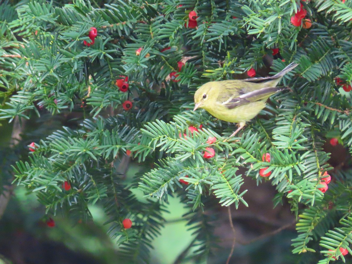Blackpoll Warbler - ML268831161