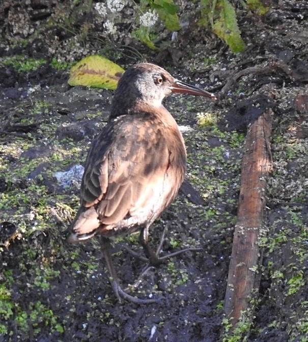 Virginia Rail - Susan Kirkbride