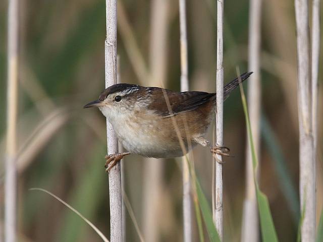 Marsh Wren - ML268836481