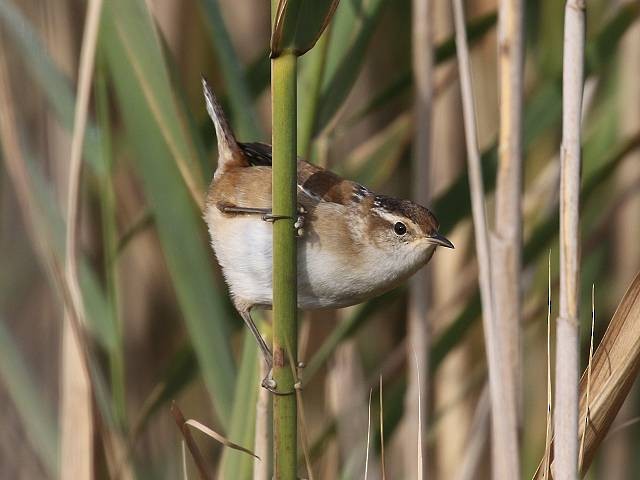 Marsh Wren - ML268836501