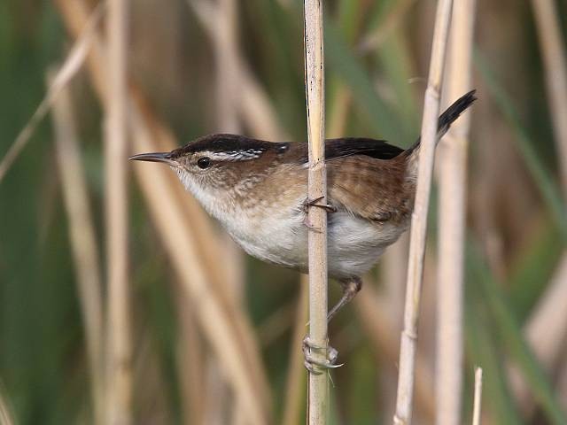 Marsh Wren - ML268836531