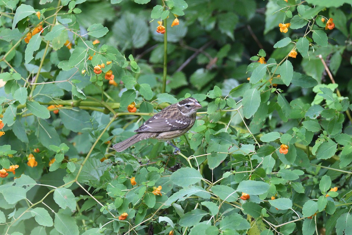 Rose-breasted Grosbeak - ML268836741