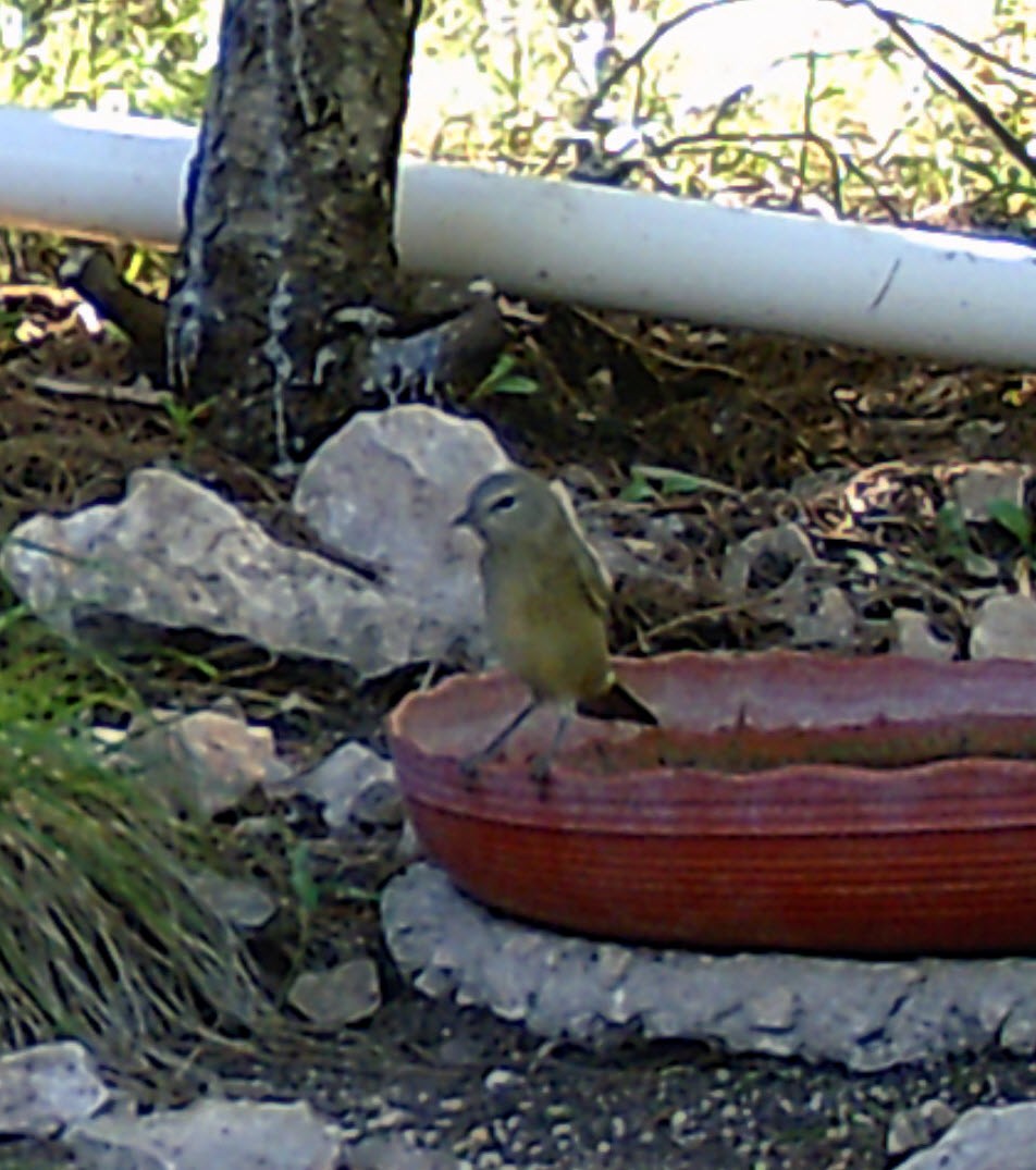 Orange-crowned Warbler - Jo Roberts