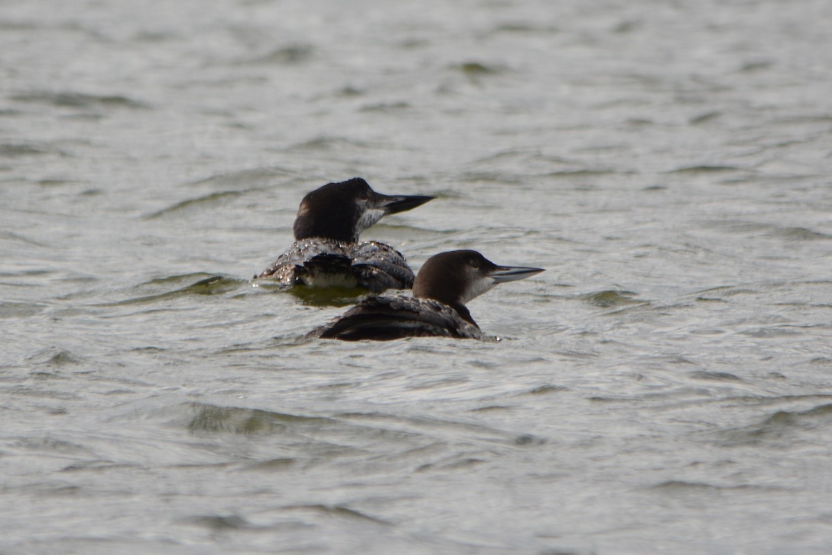 Plongeon huard - ML268838591