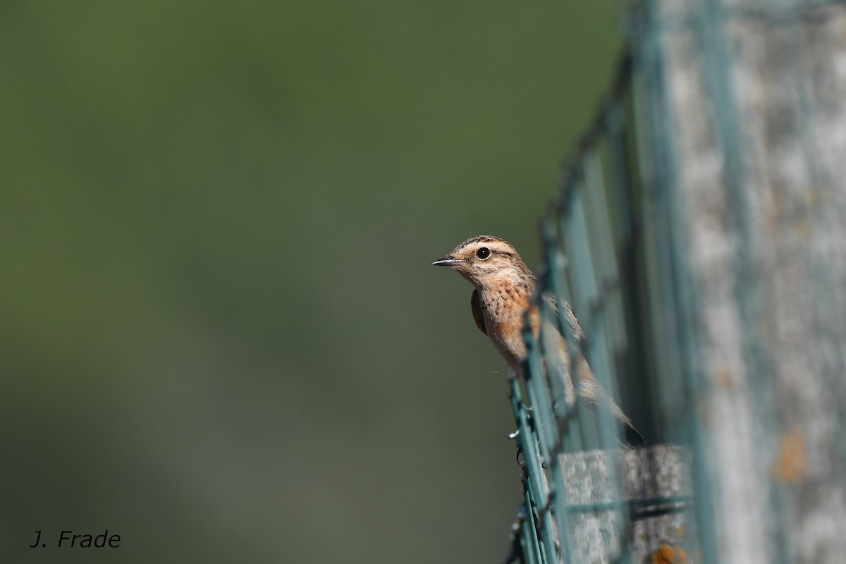 Whinchat - José Frade