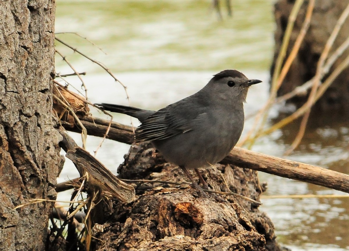 Gray Catbird - ML268839301