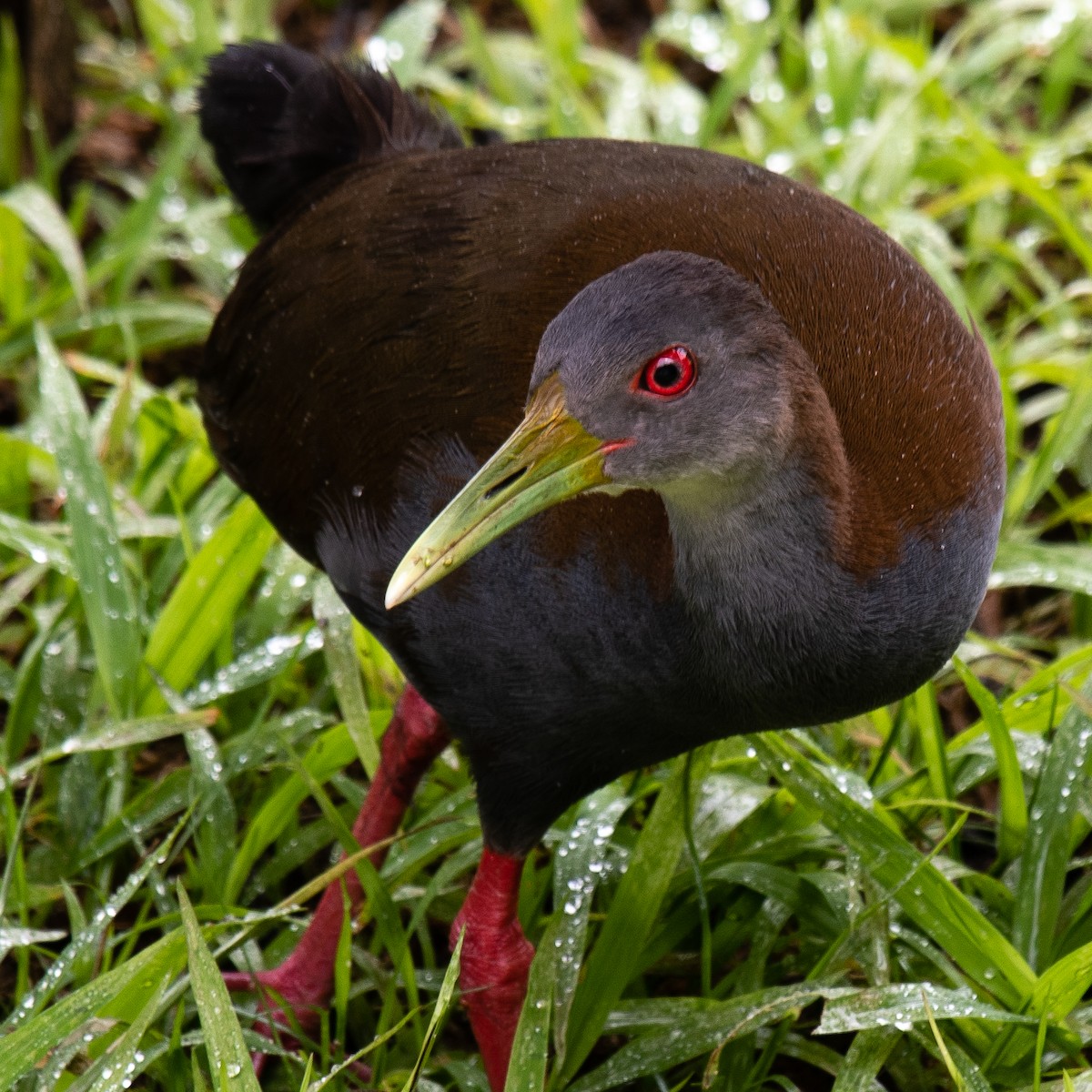 Slaty-breasted Wood-Rail - ML268840281