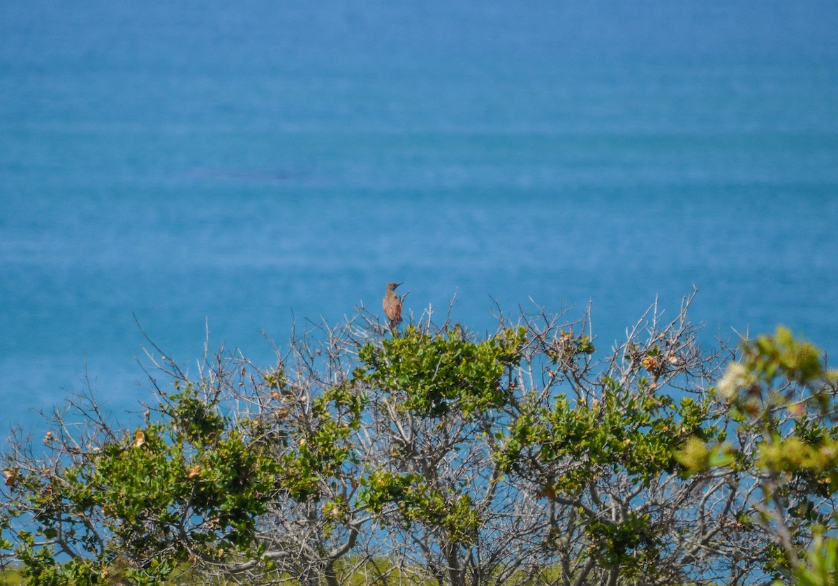 Northern Flicker (Red-shafted) - ML268841861