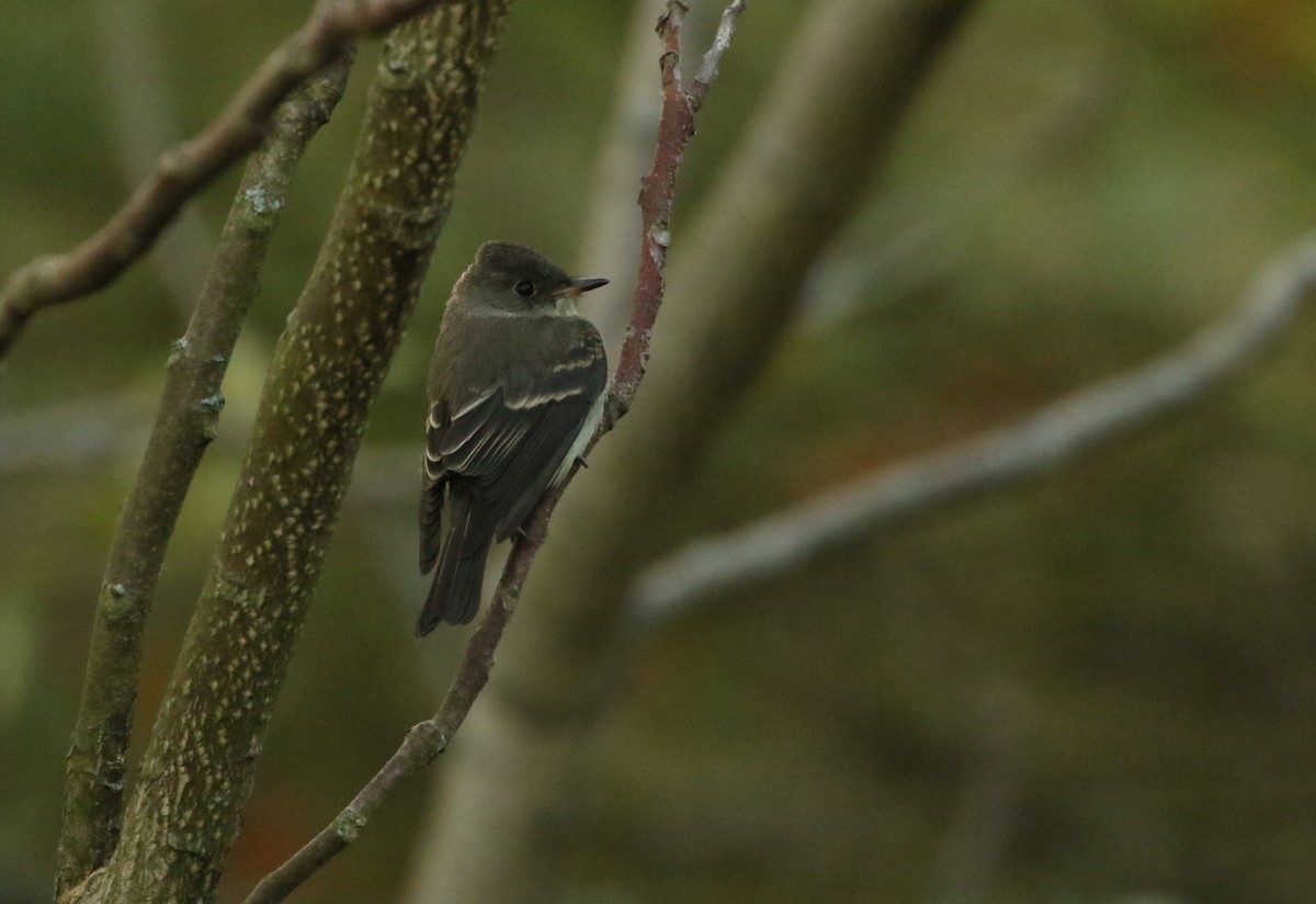 Eastern Wood-Pewee - ML268841881