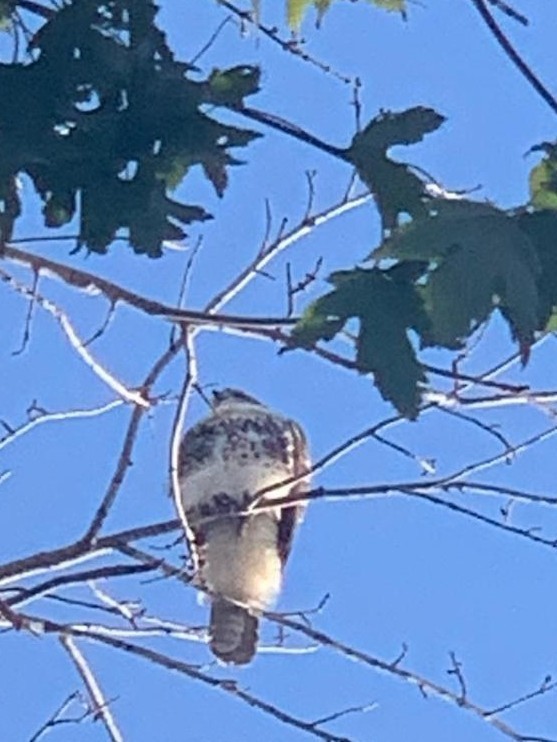 Red-tailed Hawk - ML268842421