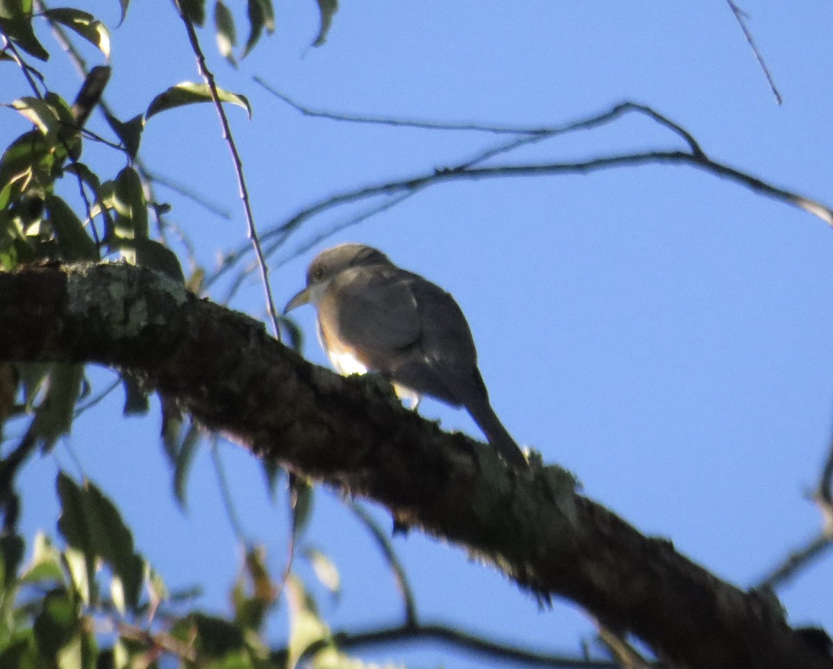 Yellow-billed Cuckoo - ML268843151