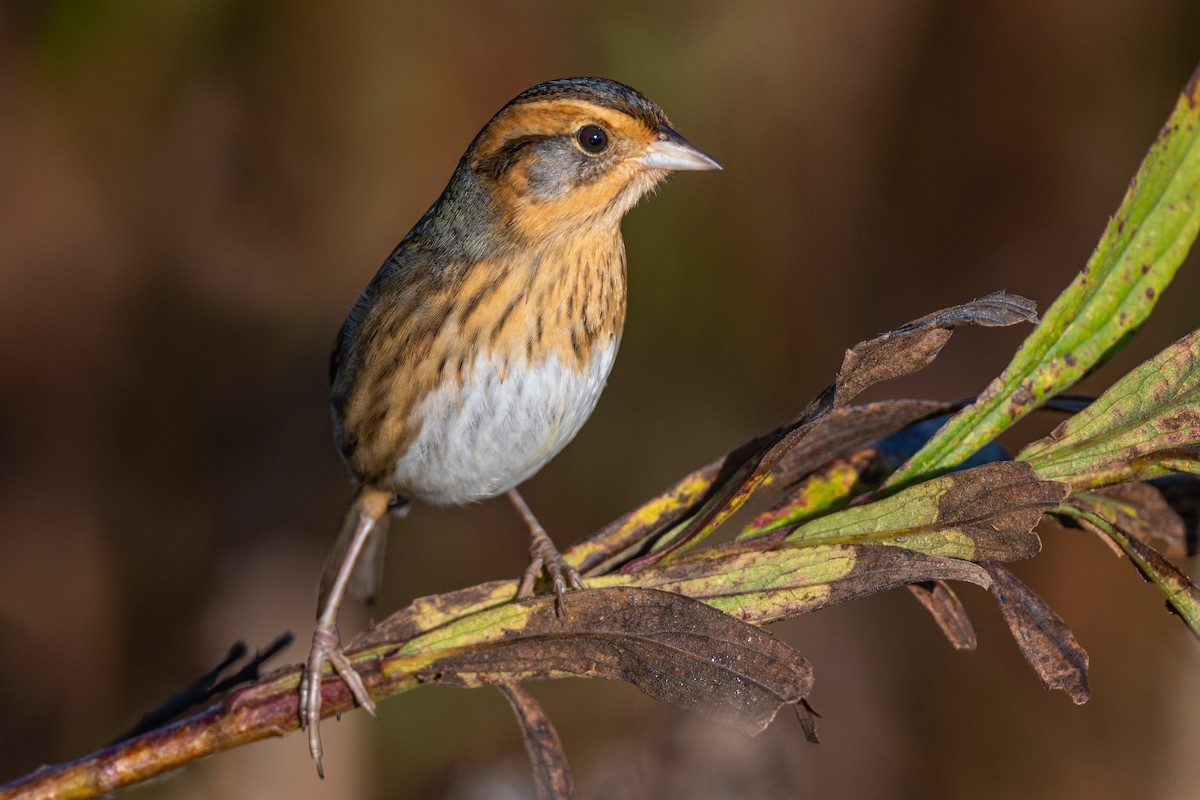 Nelson's Sparrow - John Petruzzi
