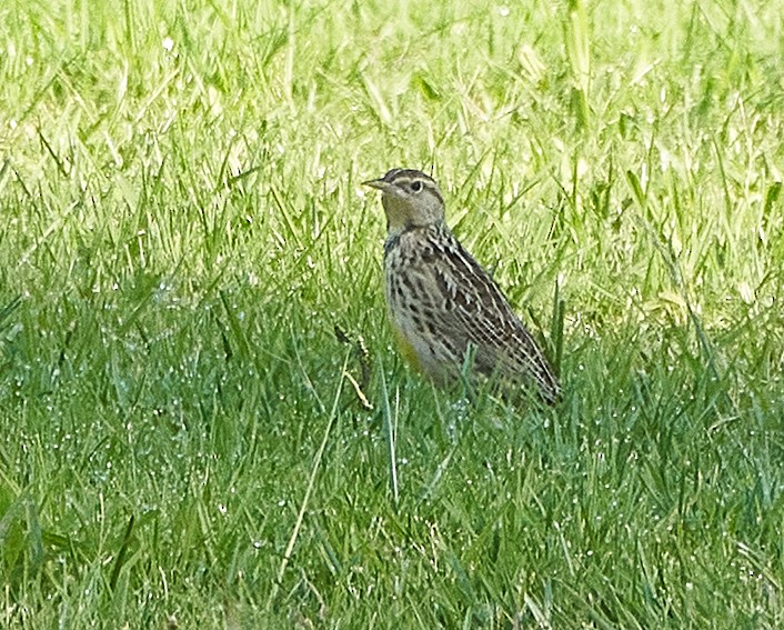 Western Meadowlark - ML268844651