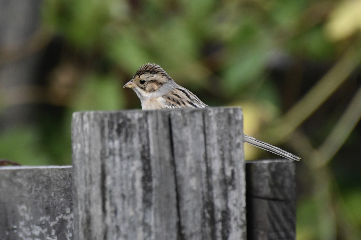 Clay-colored Sparrow - ML268845251