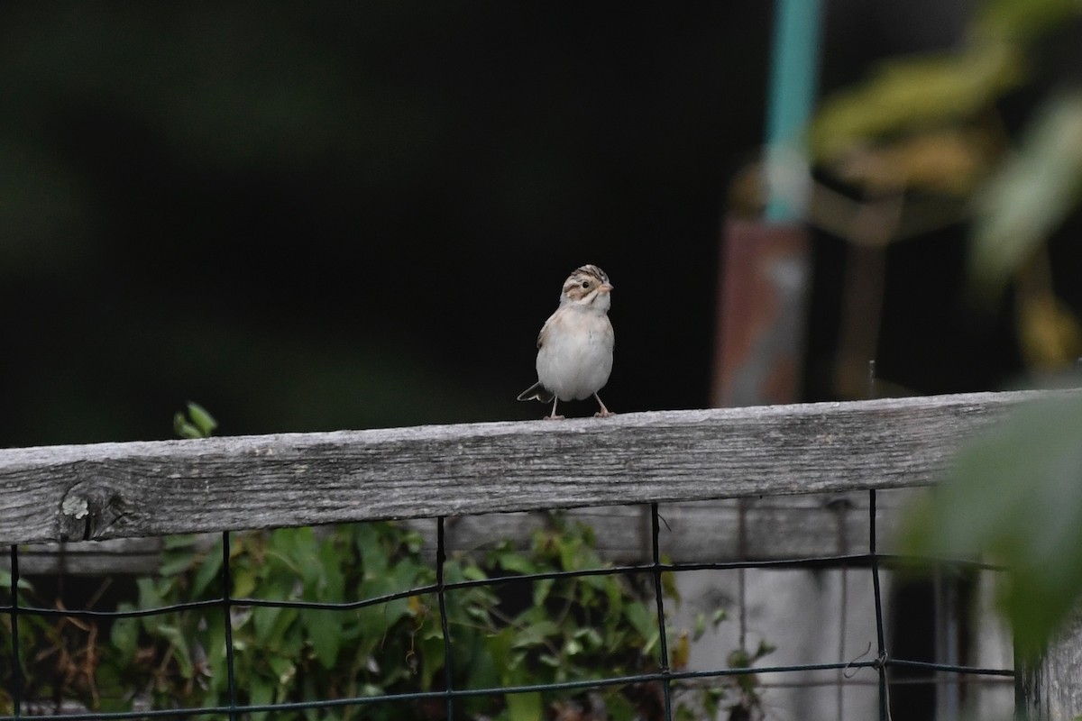 Clay-colored Sparrow - ML268845261