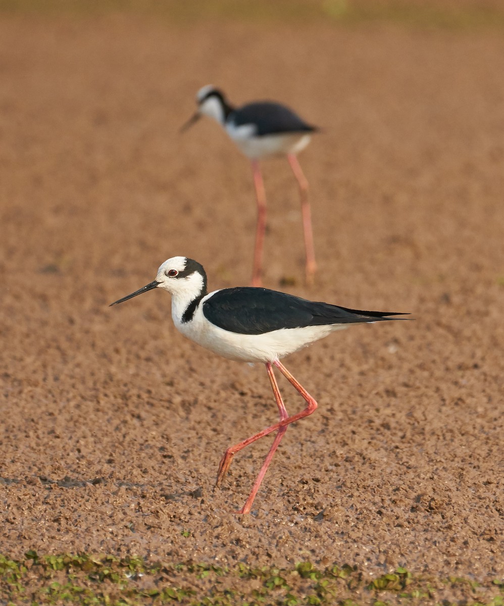 Black-necked Stilt - ML268847021