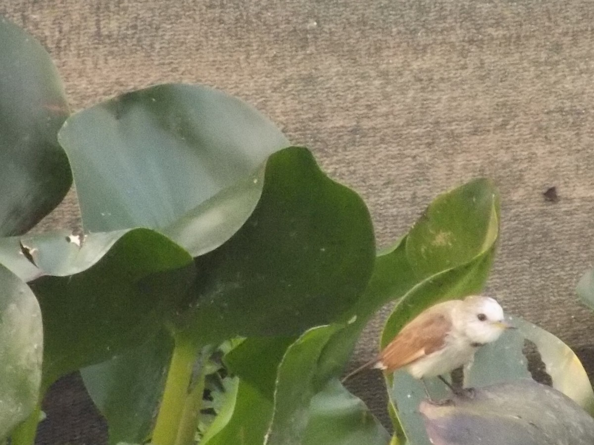 White-headed Marsh Tyrant - David Elias Gamarra