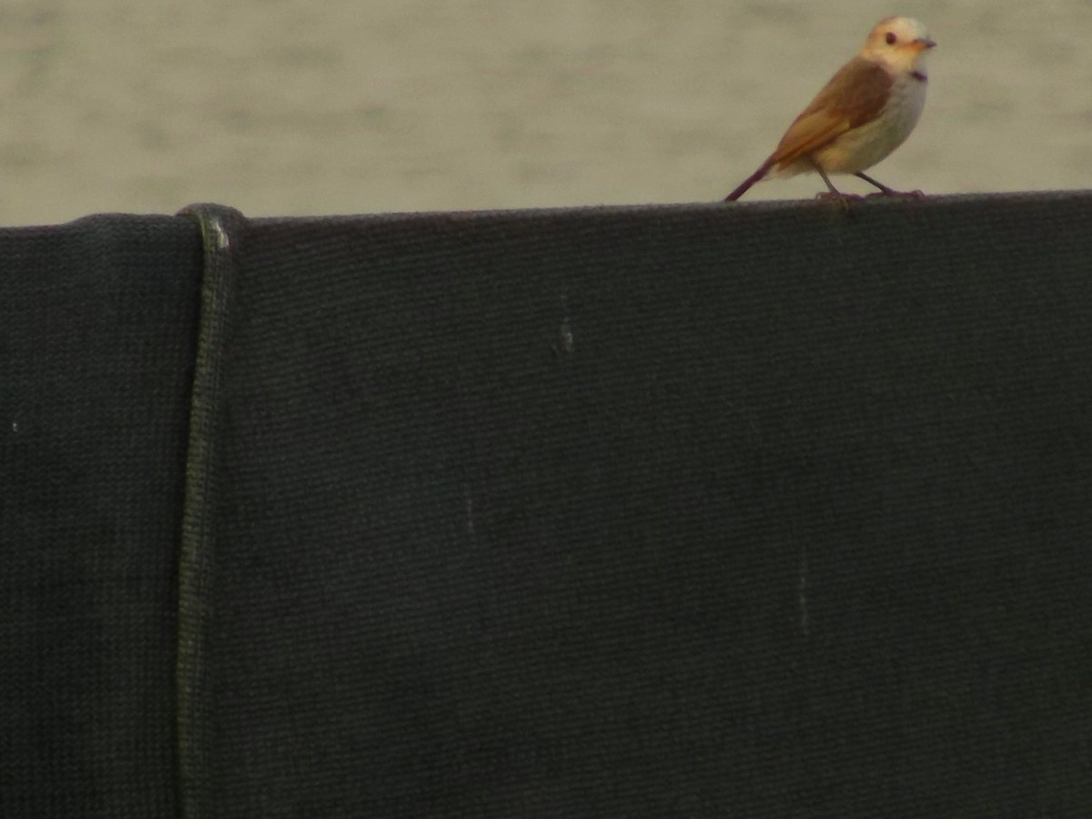 White-headed Marsh Tyrant - ML268847121