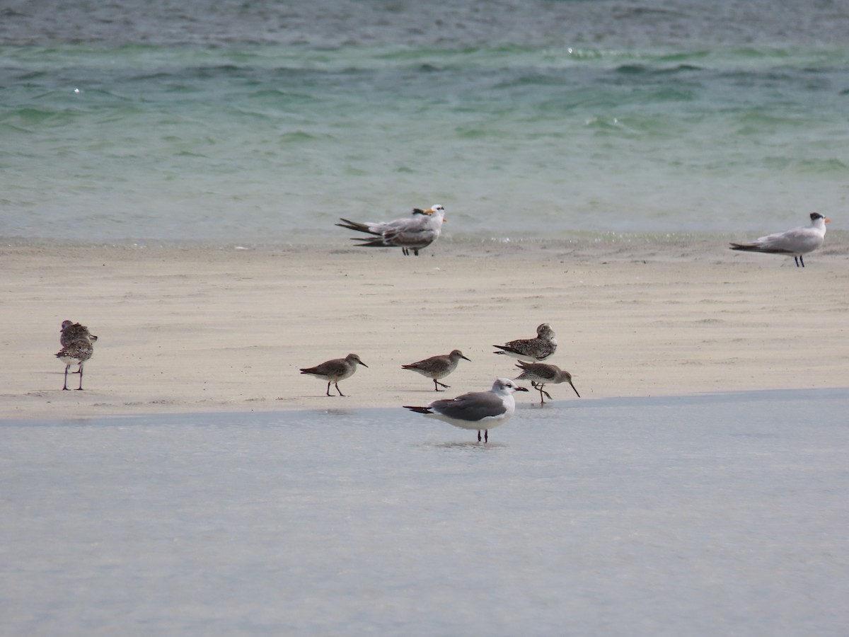 Red Knot - ML268847611