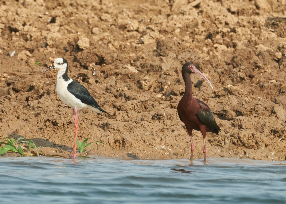 ibis americký - ML268847661