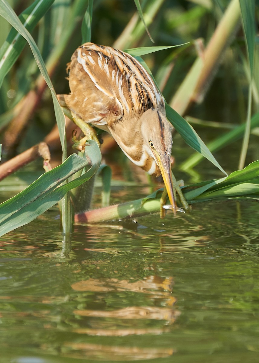 Stripe-backed Bittern - ML268847911