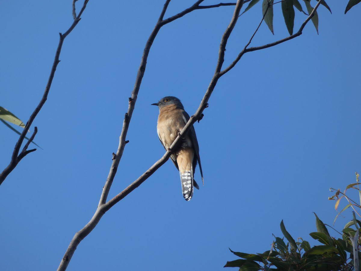 Fan-tailed Cuckoo - ML268848031