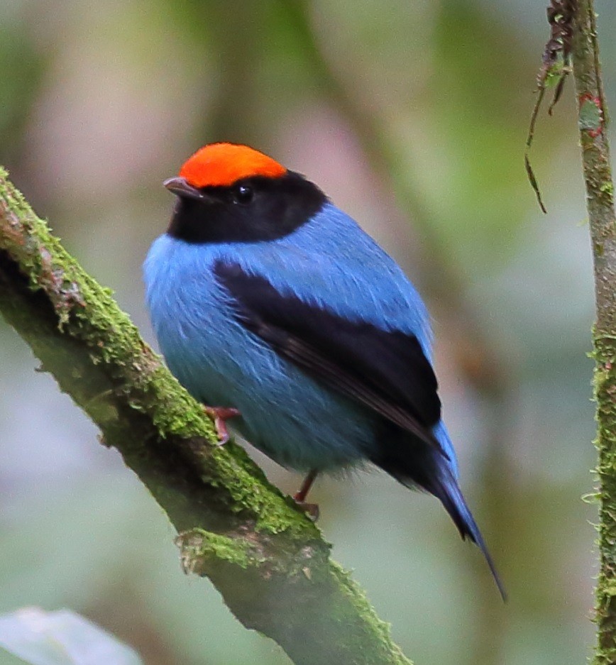 Swallow-tailed Manakin - ML268848081