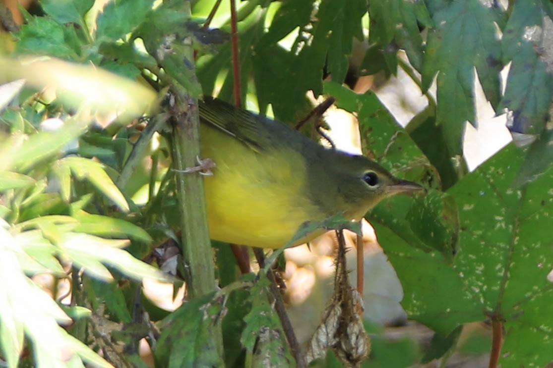 Mourning Warbler - ML268848391