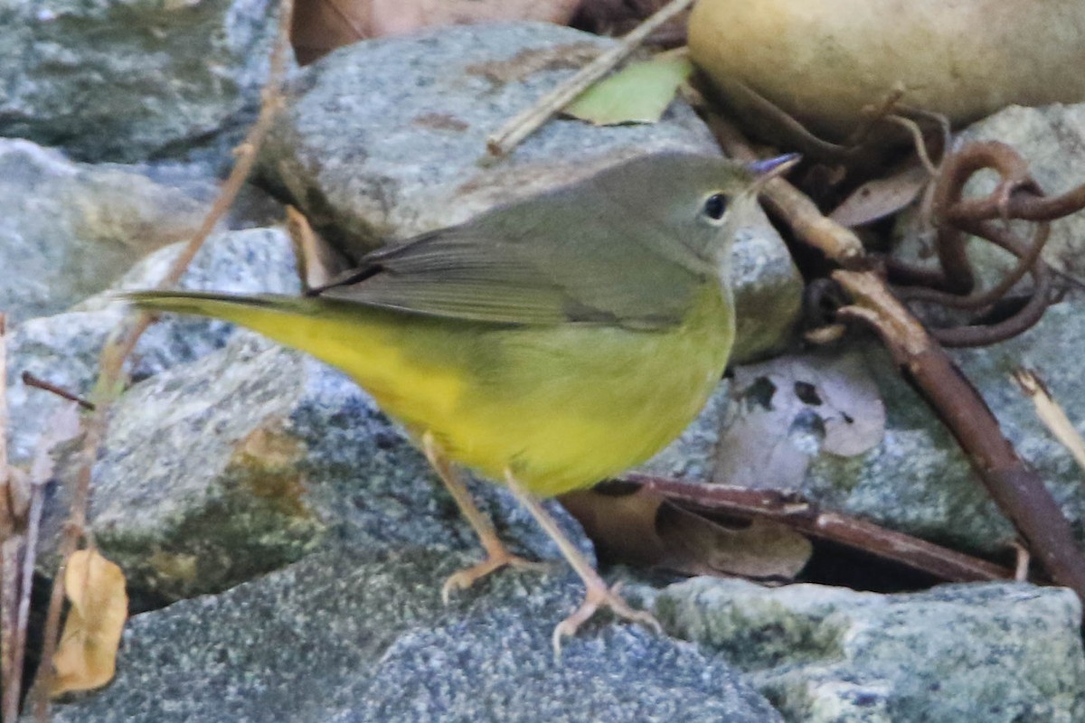 Mourning Warbler - ML268848401