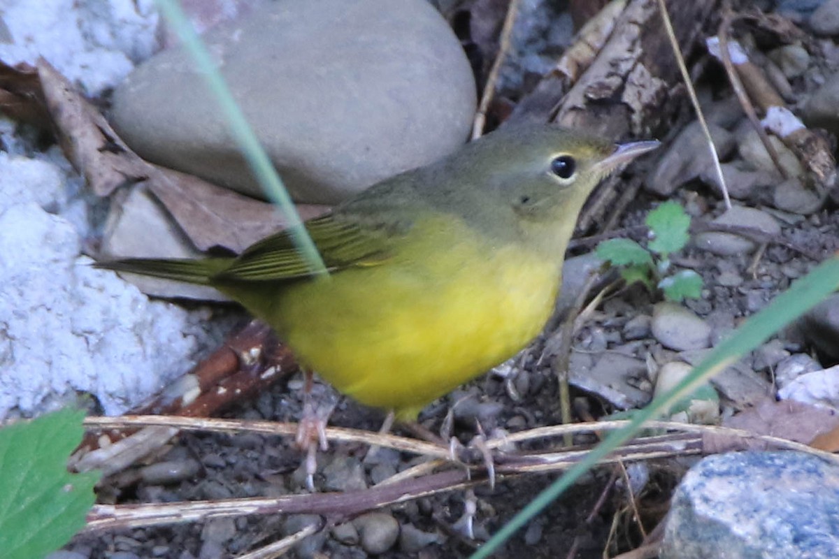 Mourning Warbler - ML268848411