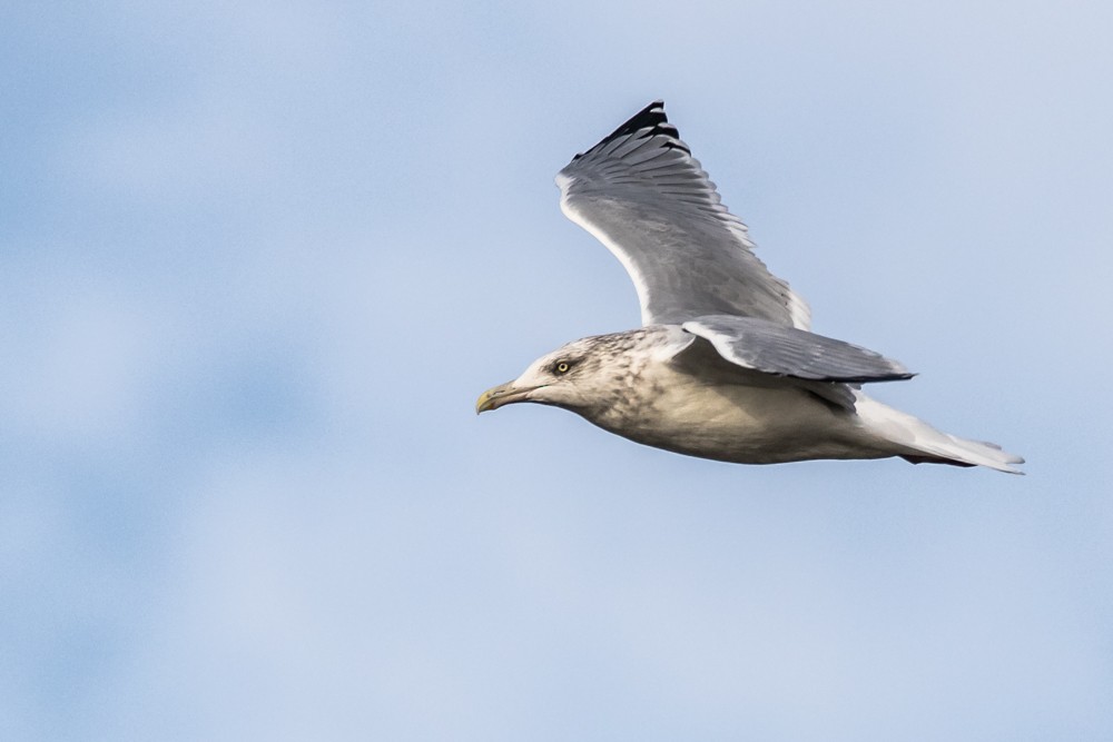 Herring Gull - Jean-Guy Papineau