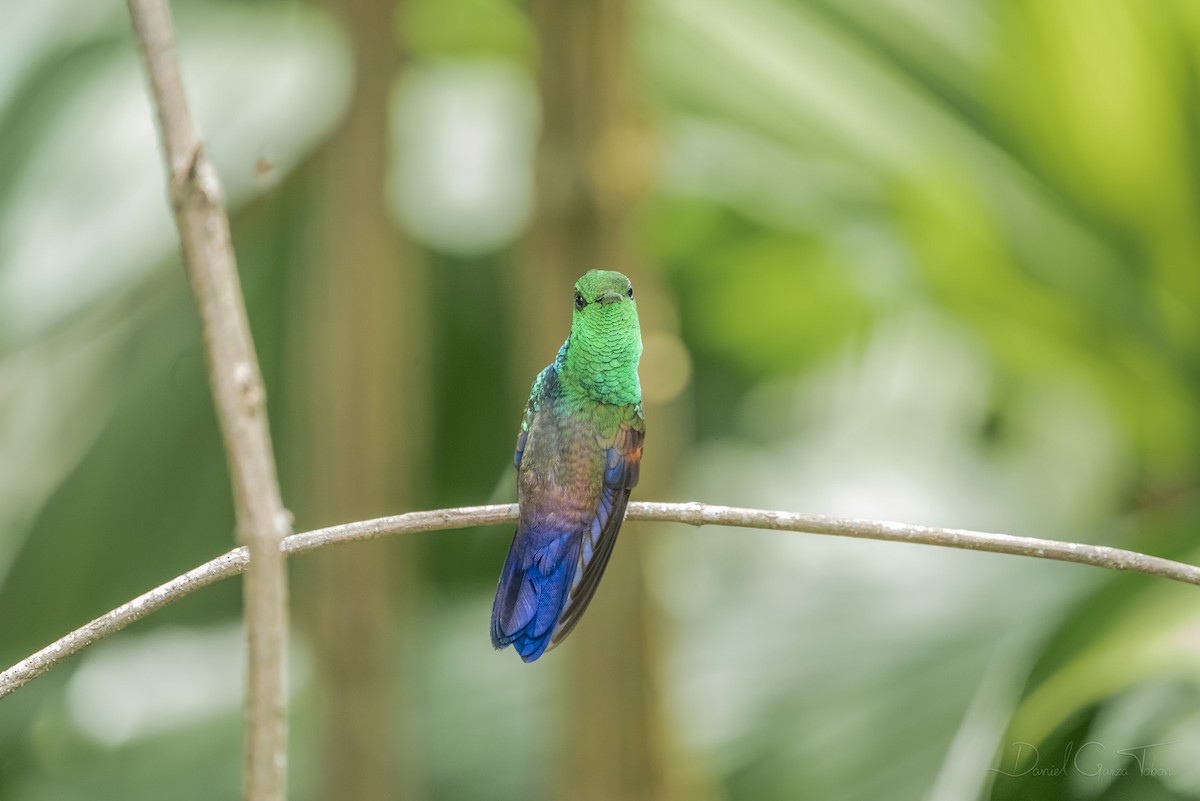 Blue-tailed Hummingbird - Daniel  Garza Tobón