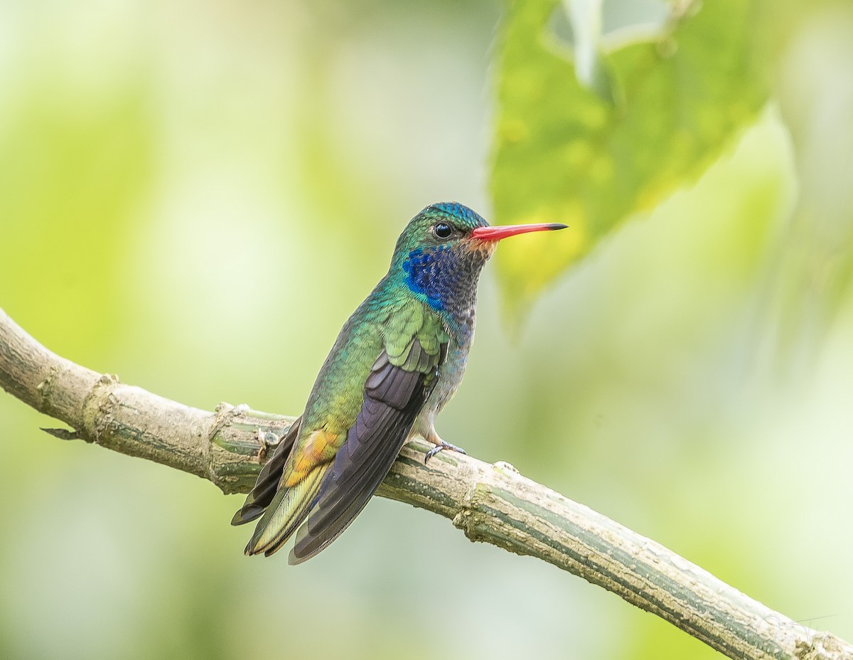 Blue-throated Goldentail - ML268849921