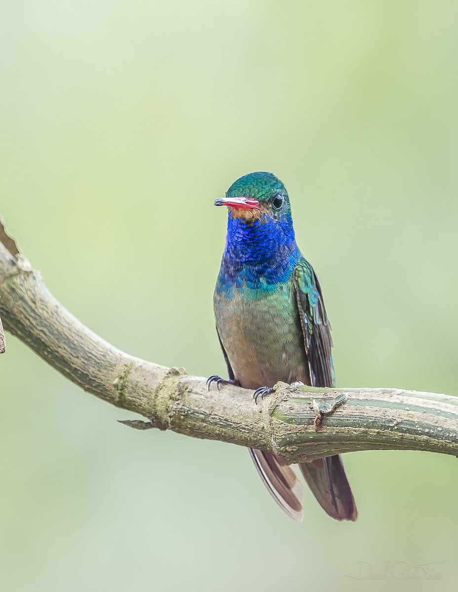 Blue-throated Goldentail - ML268849931