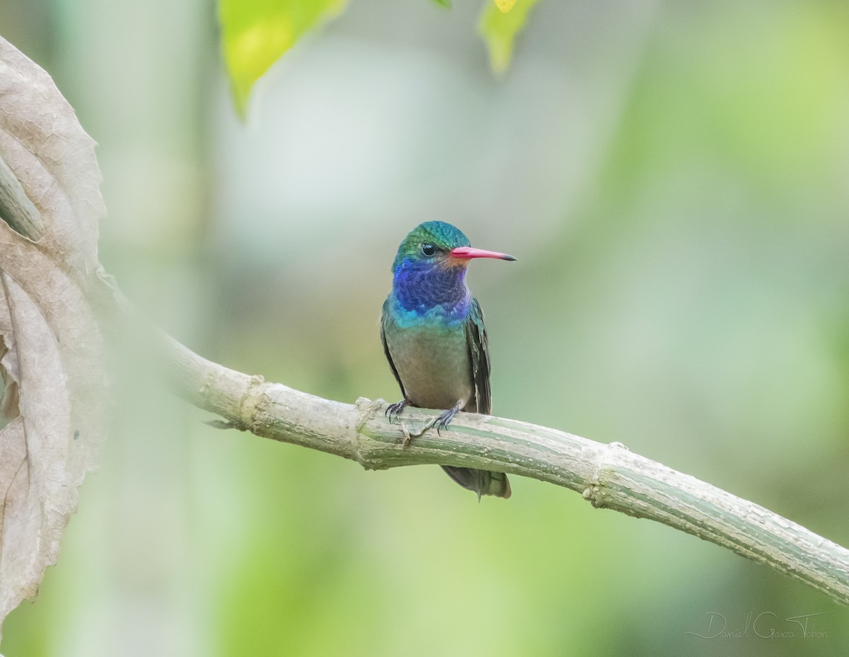 Blue-throated Goldentail - Daniel  Garza Tobón