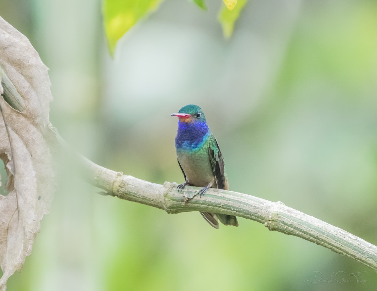 Blue-throated Goldentail - ML268850091