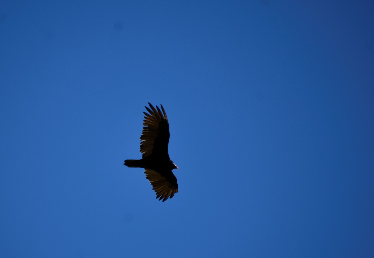 Turkey Vulture - Sydney R