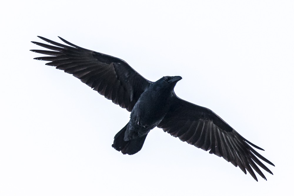 Common Raven - Jean-Guy Papineau