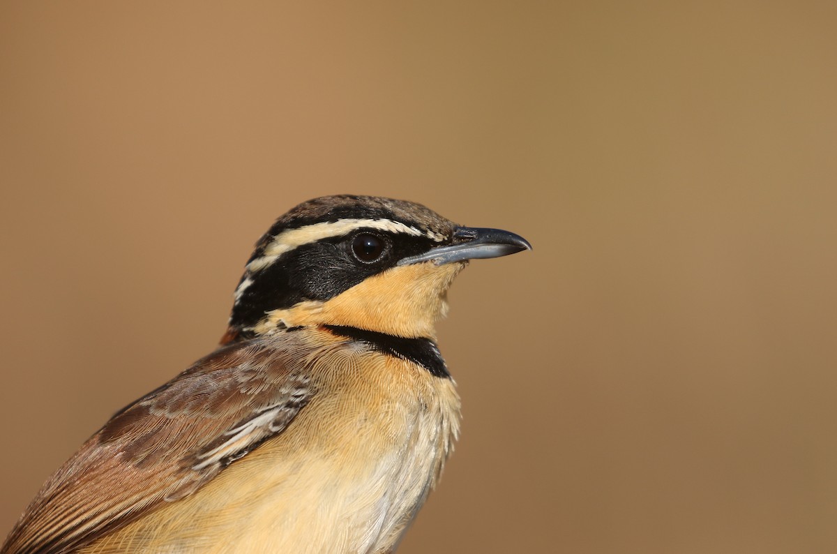 Collared Crescentchest (Collared) - Daniel Branch