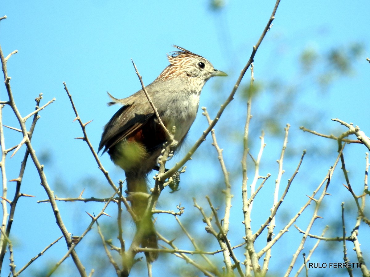 Crested Gallito - feliciano osvaldo ferretti