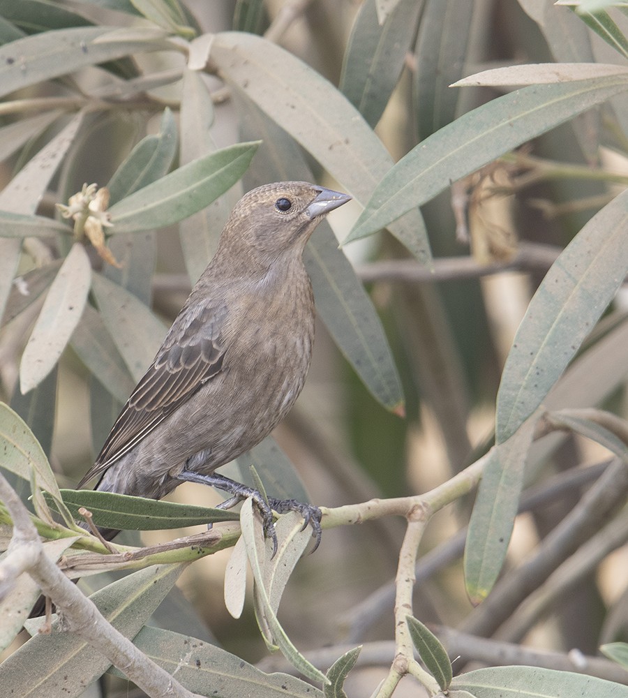 Brown-headed Cowbird - ML268854311