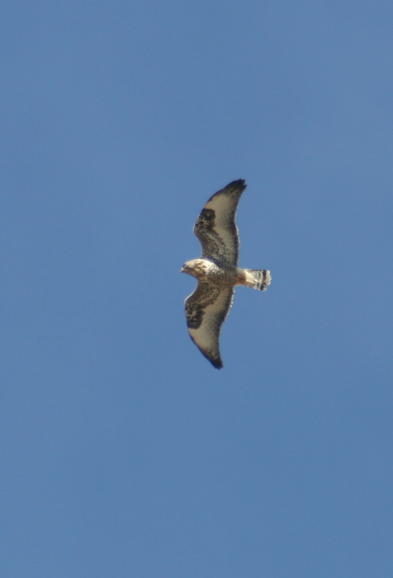 Rough-legged Hawk - ML268854821