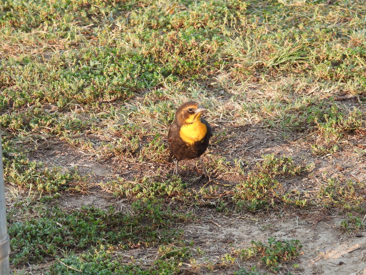 Yellow-headed Blackbird - E.A. Butter