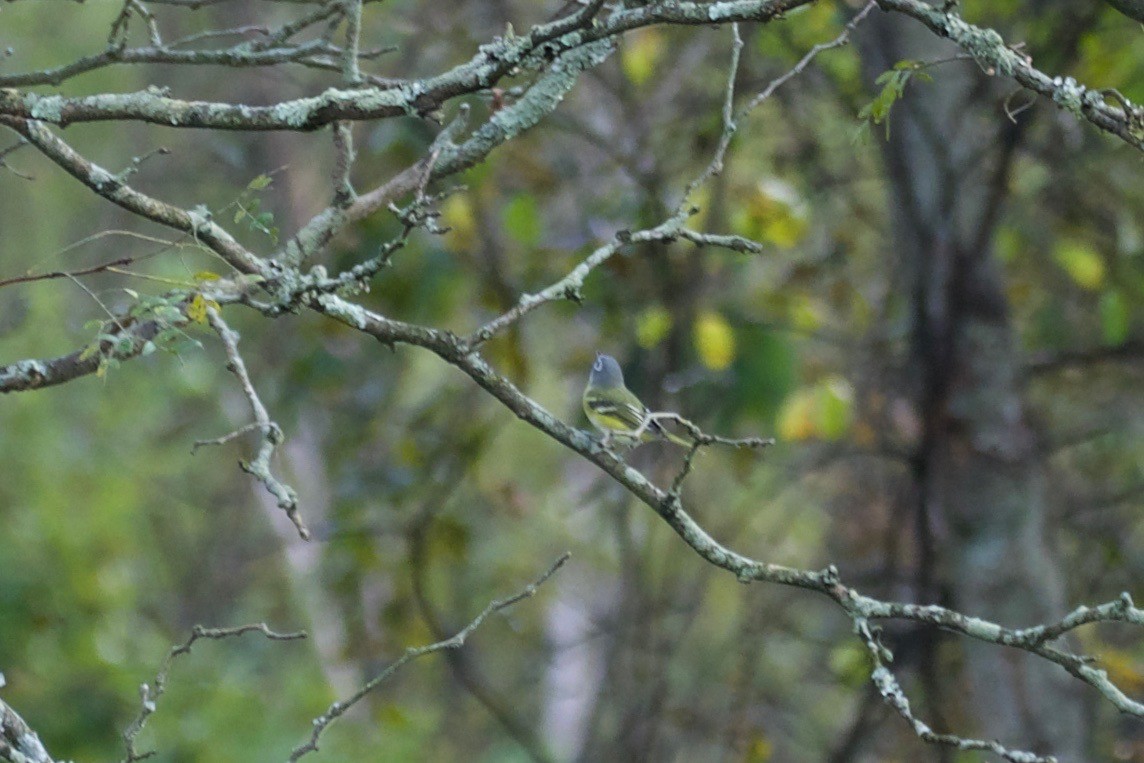 Vireo Solitario - ML268857891