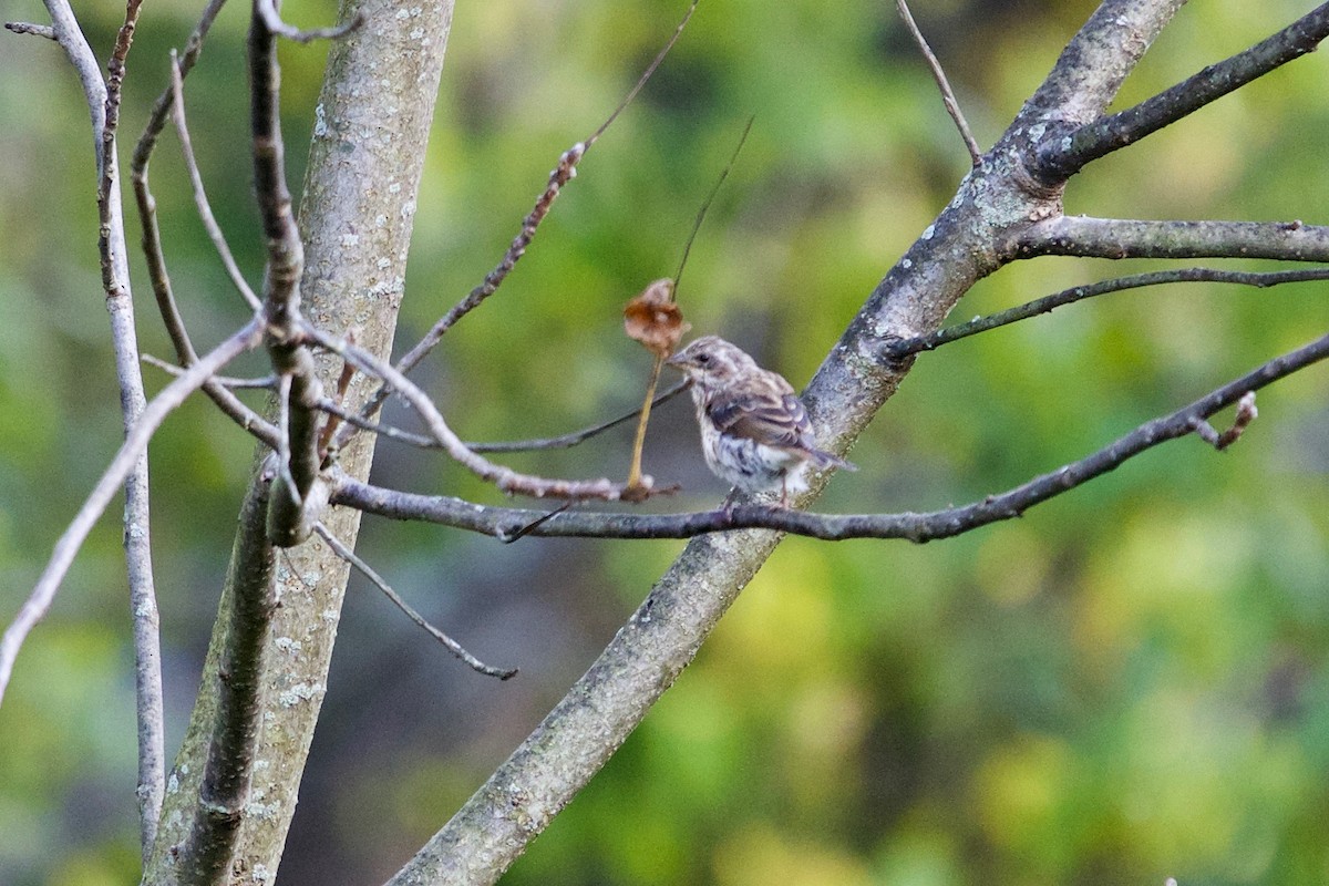 Purple Finch - ML268857961