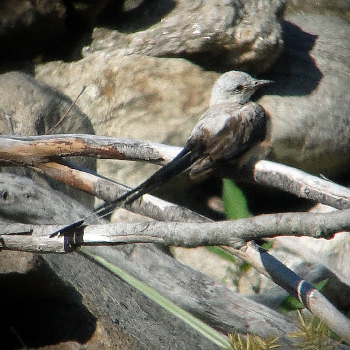 Scissor-tailed Flycatcher - ML268858291