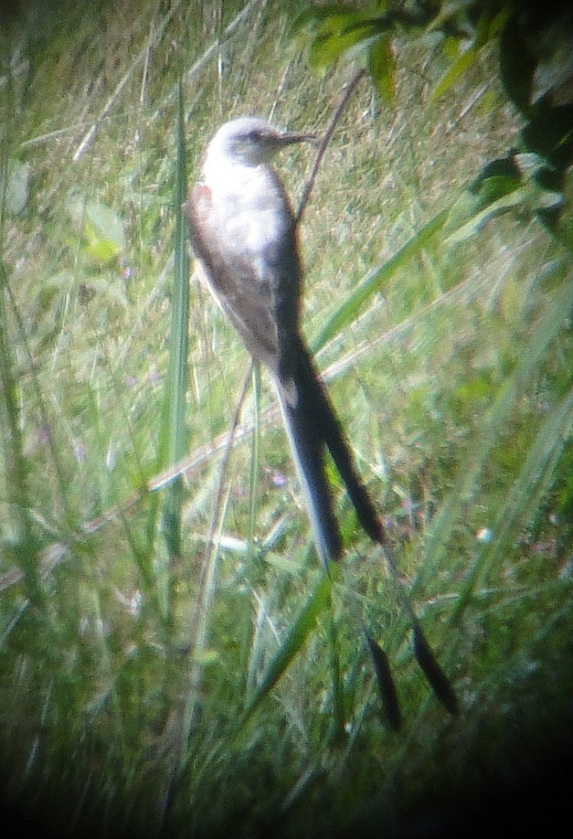 Scissor-tailed Flycatcher - ML268858441