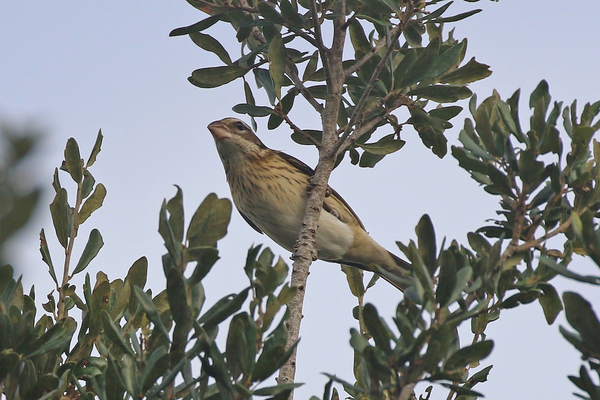 Rose-breasted Grosbeak - ML268860381