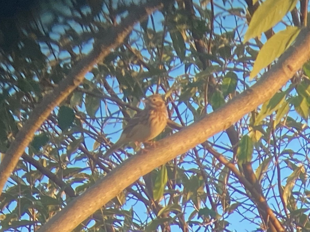 Vesper Sparrow - ML268860431