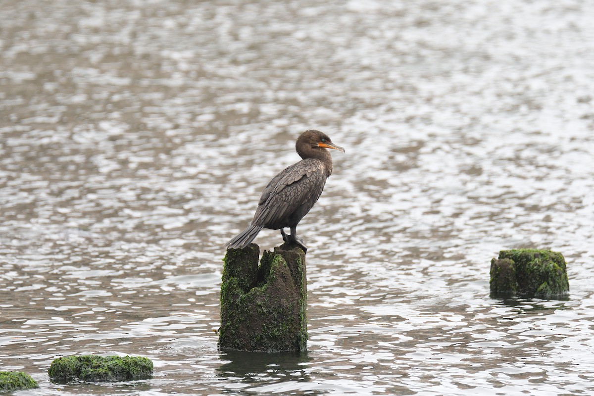 Cormorán Orejudo - ML268860871